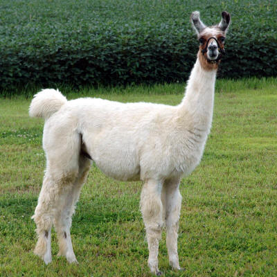 Llama